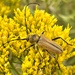 Crossidius hirtipes immaculatus - Photo (c) Ted MacRae, some rights reserved (CC BY-NC), uploaded by Ted MacRae