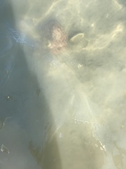 Octopus americanus