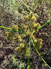 Cyperus erythrorhizos