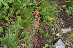 Castilleja miniata
