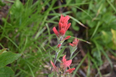 Castilleja miniata