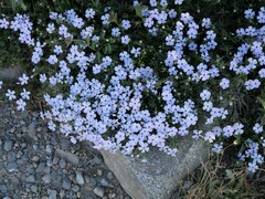 Phlox diffusa