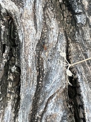 Crematogaster laeviuscula