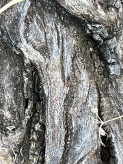 Crematogaster laeviuscula