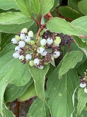 Cornus sericea