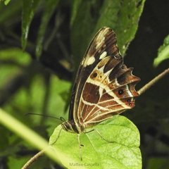 Oxeoschistus tauropolis tauropolis