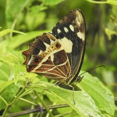 Oxeoschistus tauropolis tauropolis