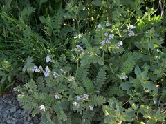 Polemonium californicum