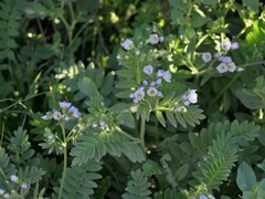 Polemonium californicum
