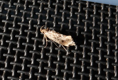 Barea platyochra