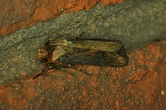 Agrotis venerabilis