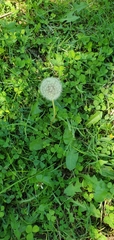 Taraxacum