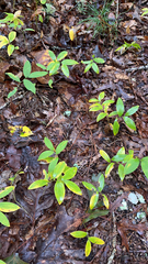 Uvularia sessilifolia