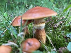 Suillus luteus