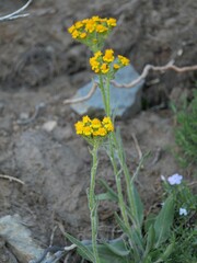 Senecio integerrimus