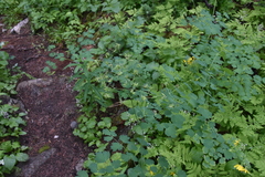 Thalictrum occidentale