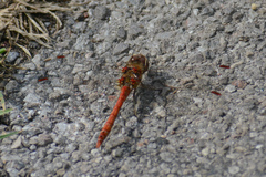 Sympetrum striolatum