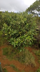 Eriobotrya japonica