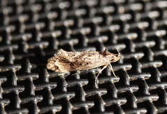 Barea platyochra
