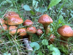 Suillus luteus