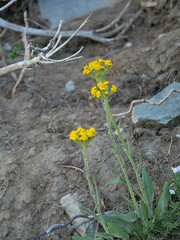 Senecio integerrimus