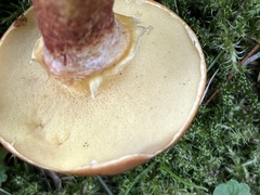 Suillus luteus