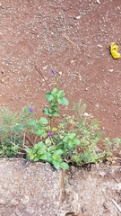Stachytarpheta cayennensis