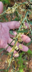 Cuscuta campestris