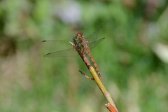 Sympetrum striolatum