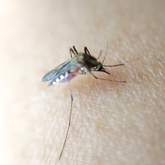 Aedes scapularis