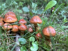 Suillus luteus