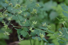 Thalictrum occidentale