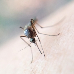Aedes scapularis