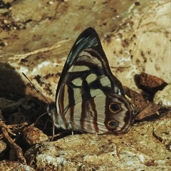 Dynamine postverta mexicana