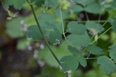 Thalictrum occidentale