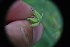 Thalictrum occidentale