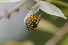 Vespula germanica