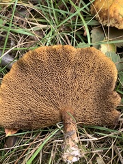 Suillus americanus