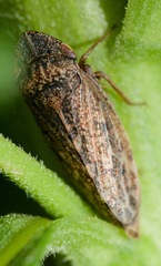 Aphrodes makarovi