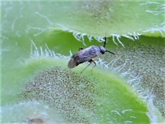 Heteroptera