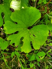 Sanguinaria canadensis