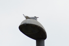 Chroicocephalus ridibundus
