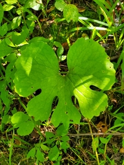 Sanguinaria canadensis