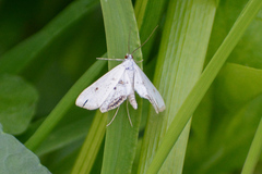Cataclysta lemnata