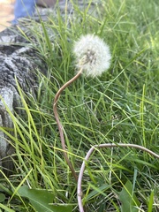 Taraxacum erythrospermum