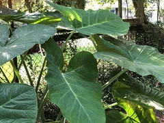 Xanthosoma sagittifolium