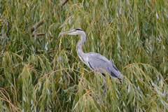 Ardea cinerea