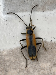 Chauliognathus limbicollis