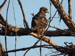 Hamirostra melanosternon