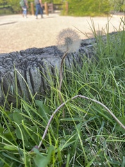 Taraxacum erythrospermum